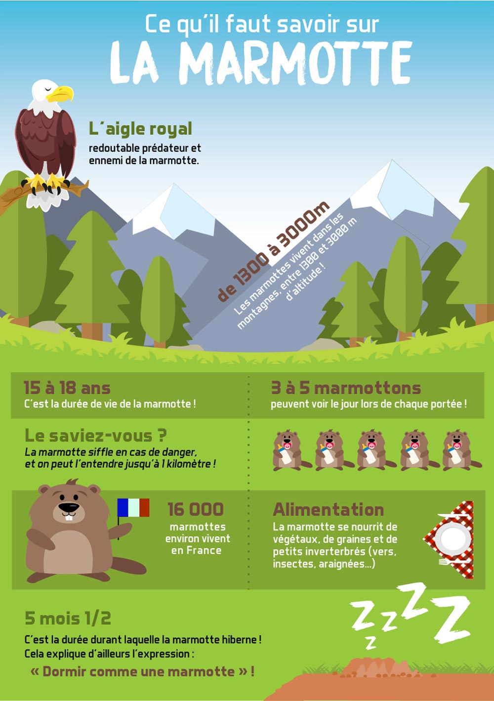 Infographie sur les marmottes en France