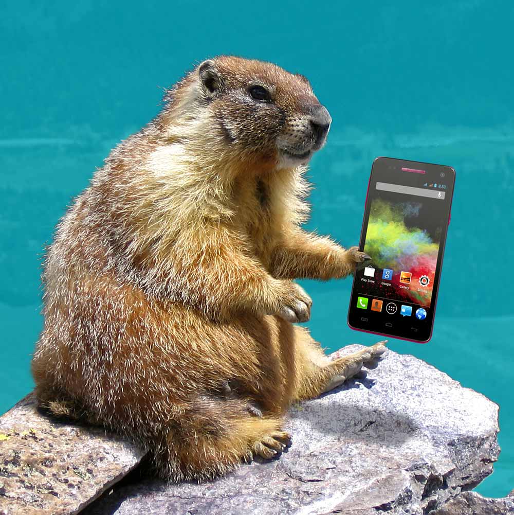 Photomontage marmotte après