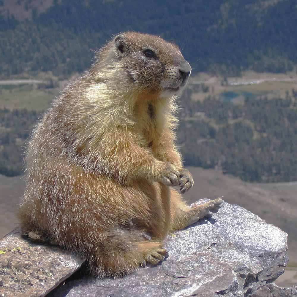 Photomontage marmotte avant